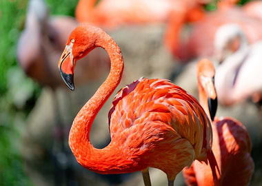 colorful Flamingo Portrait in Natural Setting