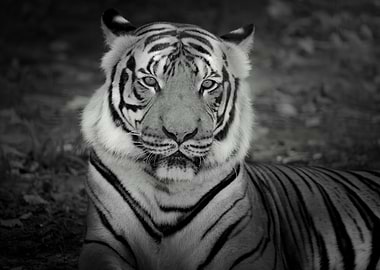 Monochrome Tiger Portrait