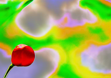 Abstract Red Berry with Colorful Background