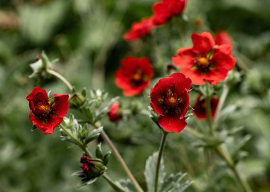 Vibrant Red Flowers in Natural Setting