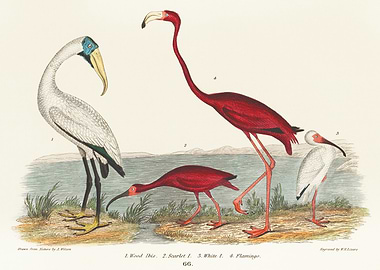 Vintage Bird Illustration: Wood Ibis, Scarlet Ibis