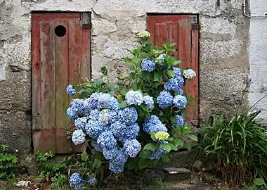 Blue Hydrangeas by Rustic Wooden Doors