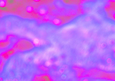 Abstract Purple and Pink Bokeh