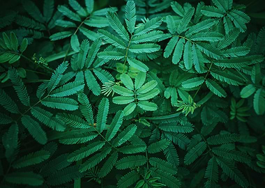 Green Mimosa Pudica Leaves Close-Up