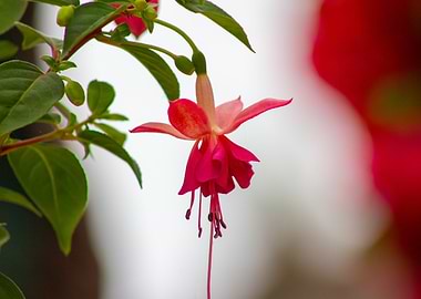 Hanging Fuchsia Flower Close-Up