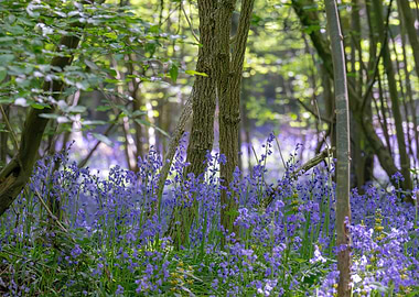 Hyacinthoides non-scripta