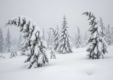 Snowy Forest Landscape with Curved Trees