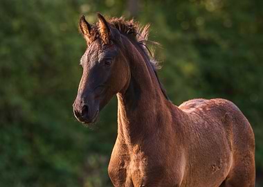 Infans equus Elvin