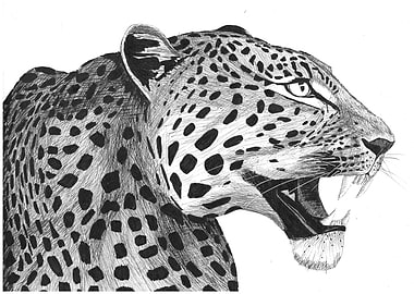 Leopard Portrait Black and White Drawing
