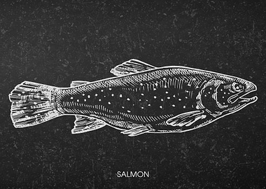 Salmon Sketch on Black Background