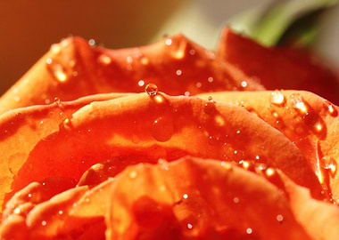 Sunkissed Orange Rose - Fiery Floral Macro with Morning Dewdrops