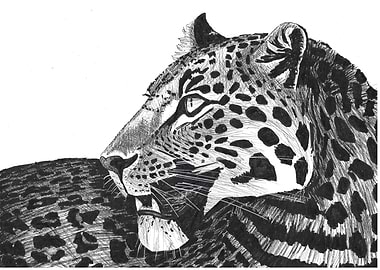 Relaxed leopard in Black and White