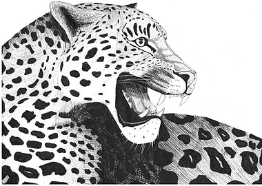 Leopard Drawing - Black and White