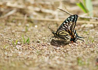 Elegant Asian Swallowtail Butterfly - Detailed Macro Wildlife Photography