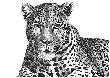 Calm Leopard Portrait - Black and White Drawing