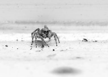 The Curious Observer - Expressive Black and White Jumping Spider Portrait