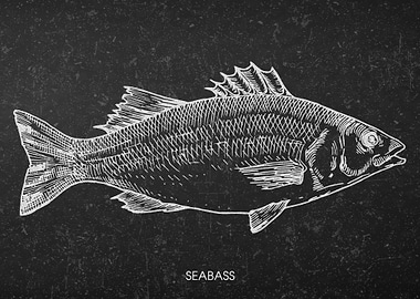 Seabass Illustration on Black Background