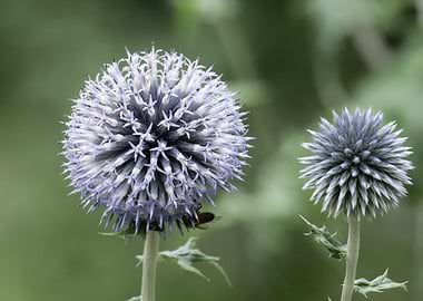 Two Globe Thistle Flowers with Bee