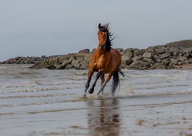 The horse, the sand and the sea