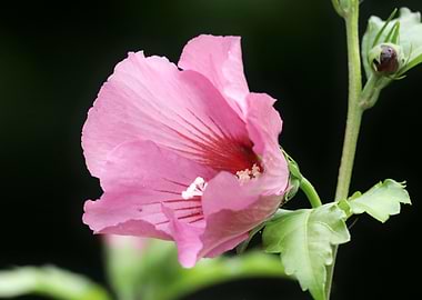 Pink Hibiscus Flower Close-Up