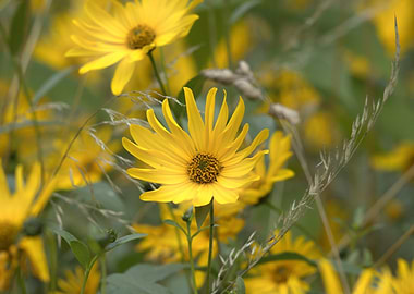 Yellow Flowers in a Field