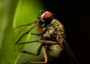 Macro shot of a fly on leaf