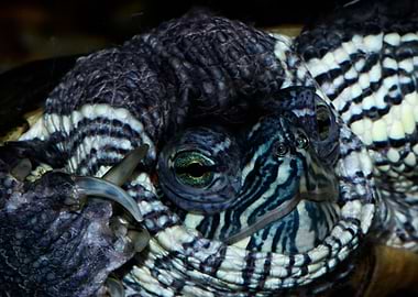 Close-up of a Turtle's Face