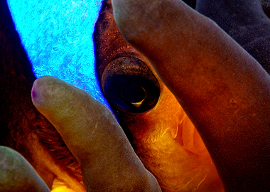 Clownfish Eye Close-Up