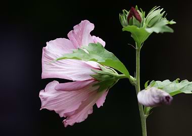 Pink Hibiscus Flower with Buds