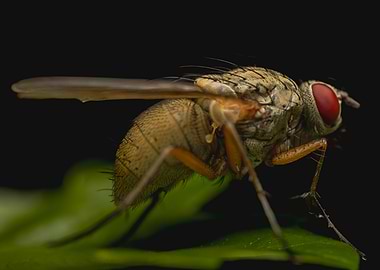 Detailed Fly Close-Up on Green Leaf