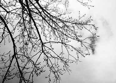 Tree Branches Against Cloudy Sky