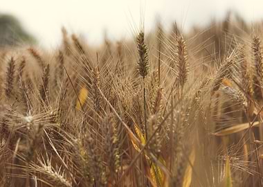 The green and gold of summer