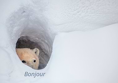 Polar Bear in Snow Den