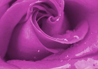 Close-up of Rose