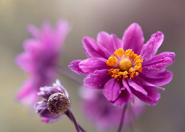 Pink Japanese Anemone Flower Close-Up