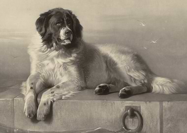 Monochrome Dog Portrait by the Sea