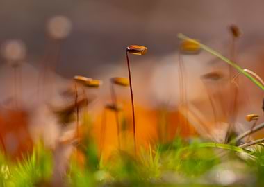 Close-up of Moss Sporophytes, Autumn Forest
