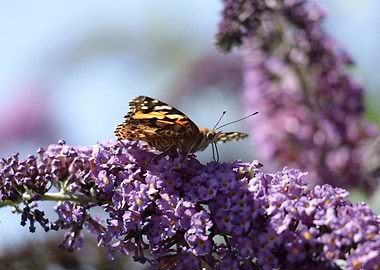 Butterfly on Purple Flowers