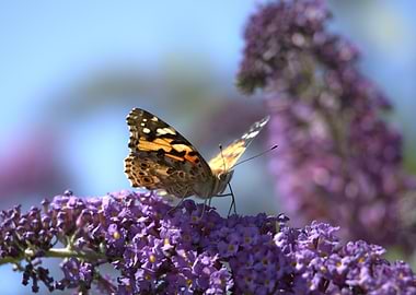 Butterfly on Purple Flowers