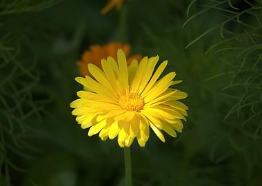 Bright Yellow Calendula Flower Close-Up