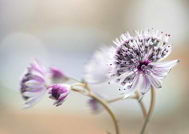 Astrantia flower close-up