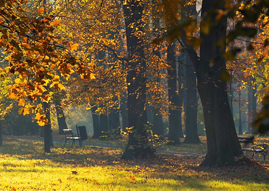 Autumn Park Scene with Golden Leaves, Poland