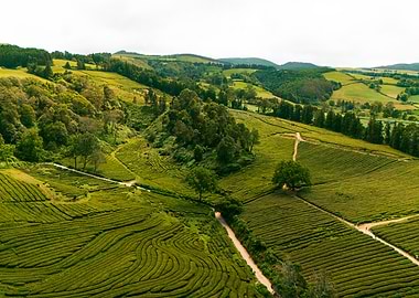 Green Tea Plantation Landscape Aerial View
