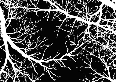 White Branches on Black Background