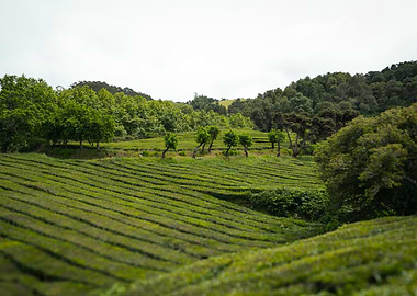 Lush Green Tea Plantation Landscape