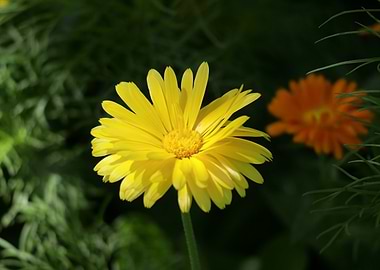 Yellow Calendula Flower Close-Up
