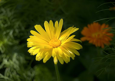 Yellow Calendula Flower in Natural Light