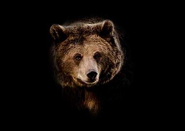Brown Bear Portrait on Black Background