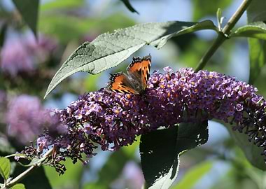 Butterfly on Purple Flowers