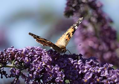 Butterfly on Purple Flowers